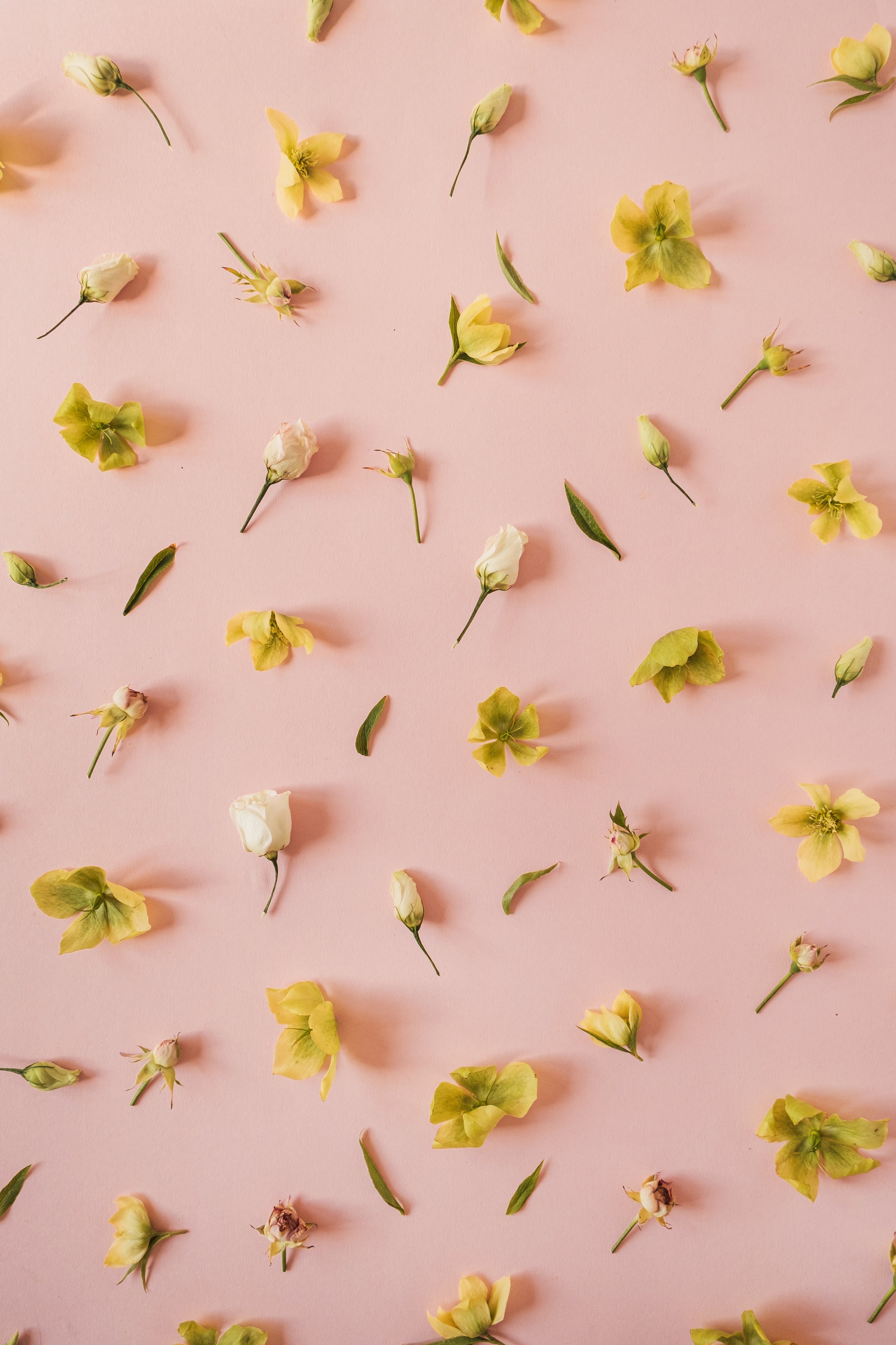 Summer Flowers and Petals Flat Lay on Pink Background 